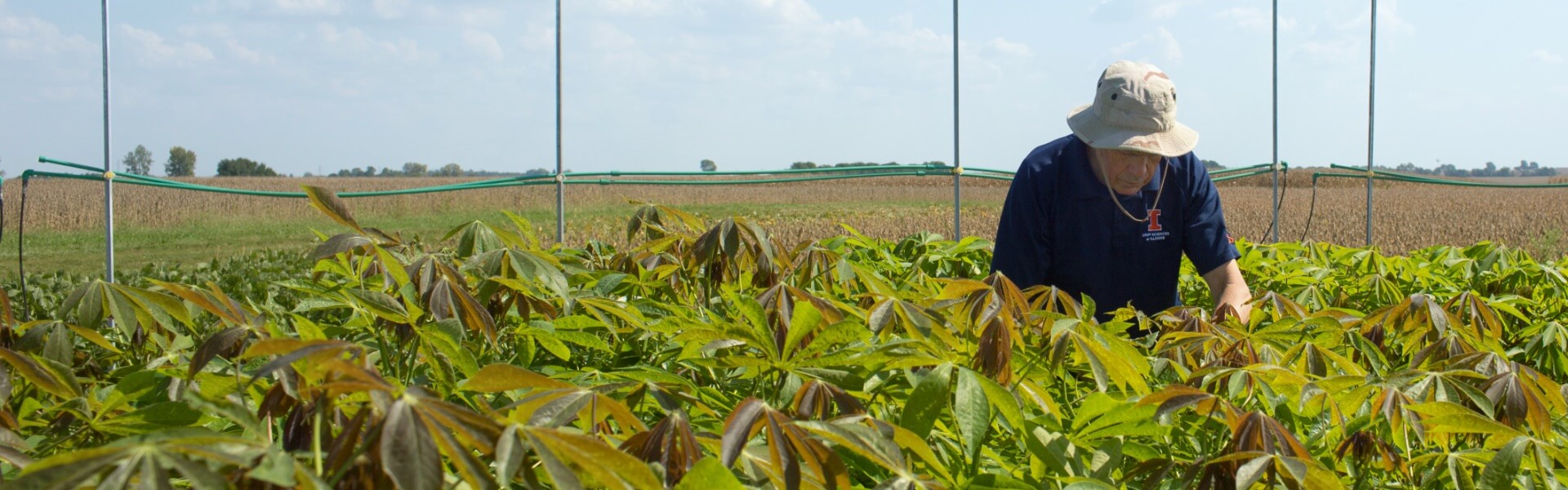 Professor Stephen Long examines crops in a field.