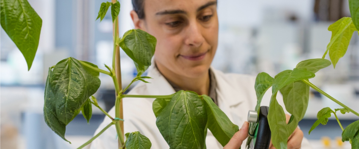 A scientist in a laboratory takes a reading from a plant leaf.