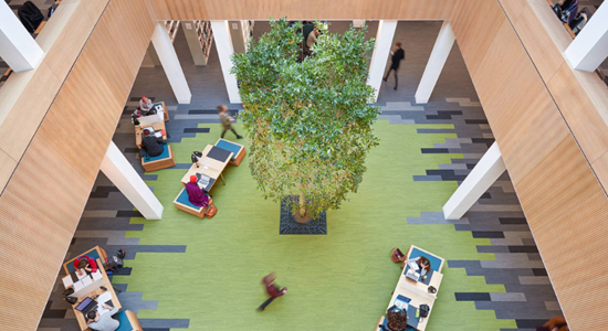 An aerial view of the library tree